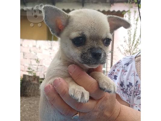 Αγόρι και κορίτσι Chihuahua κουτάβια